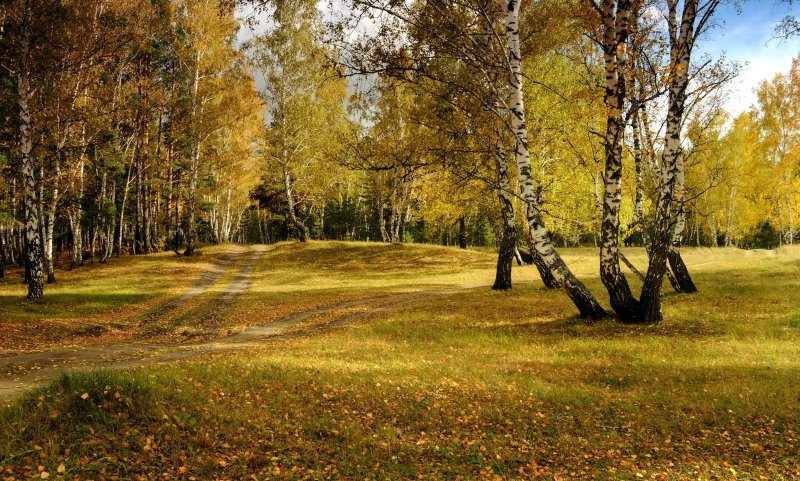 Ранняя осень березовая роща