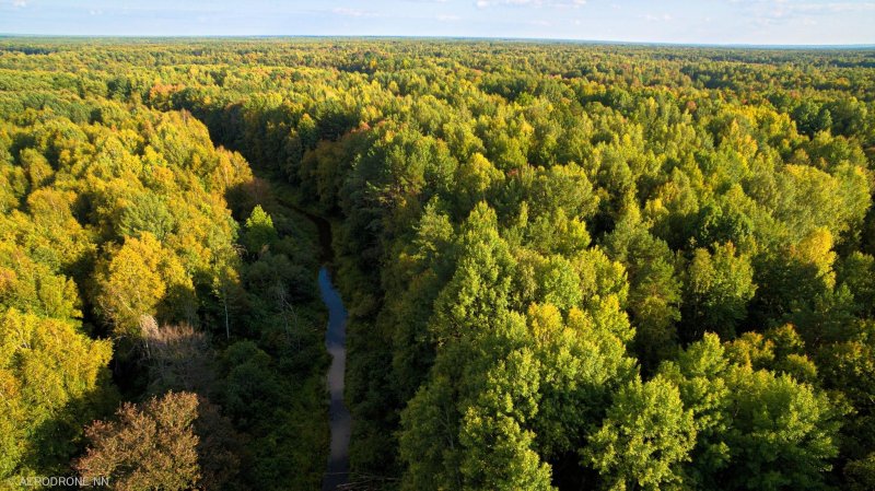 Лес нижегородской области