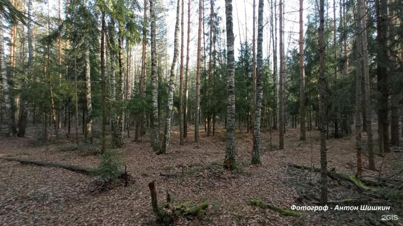 Пасовский лес в смоленске