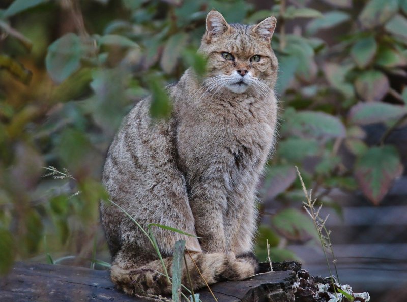 Европейский лесной кот камышовый