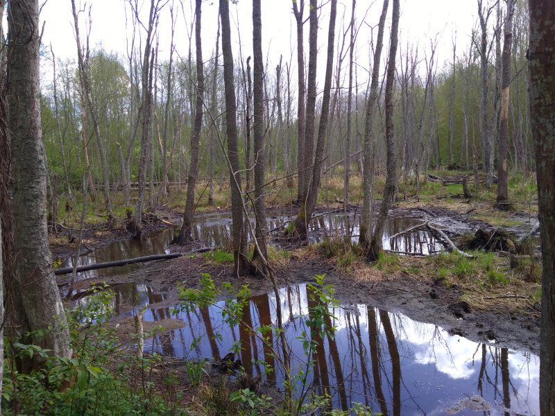 Лес новгородской области