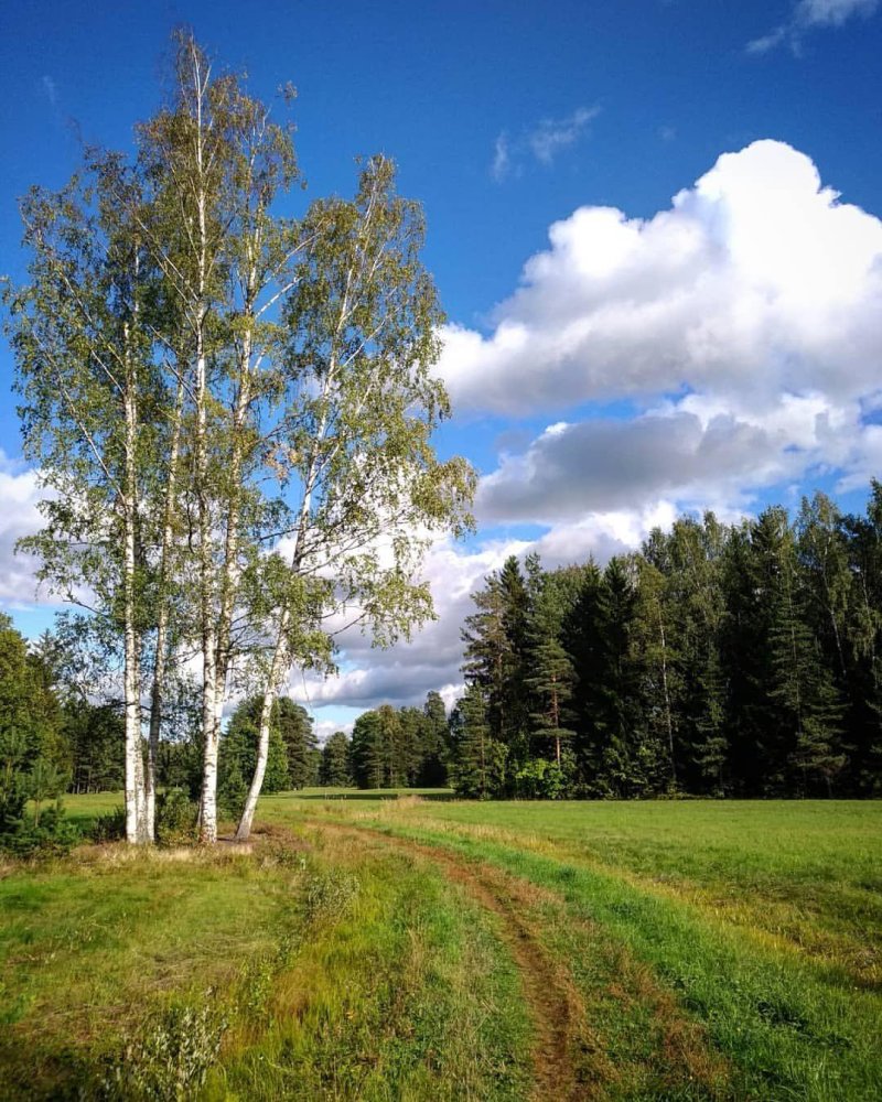 Березовая роща плес