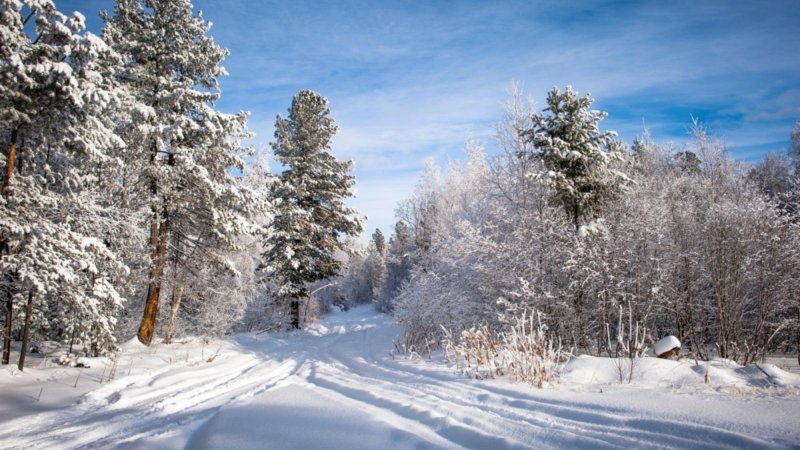 Лес в декабре