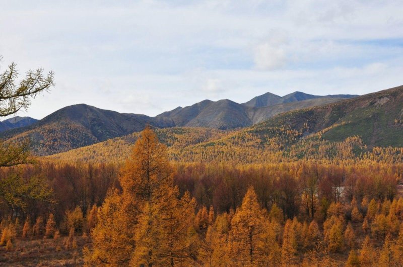 Лес забайкальского края