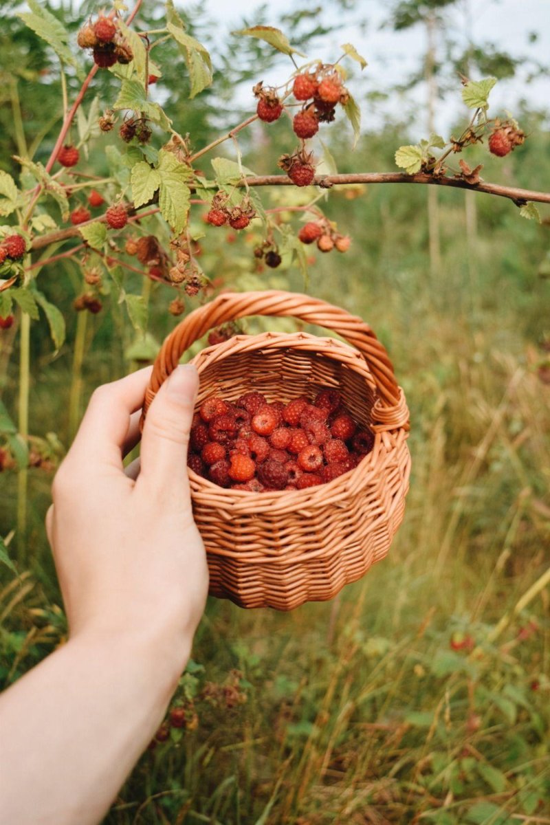 Августовский лес