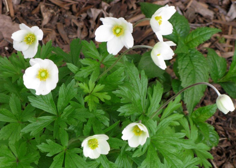 Анемона лесная anemone sylvestris