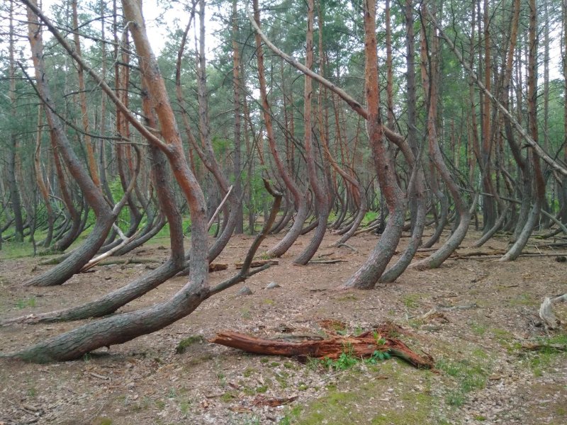 Лес рязанской области