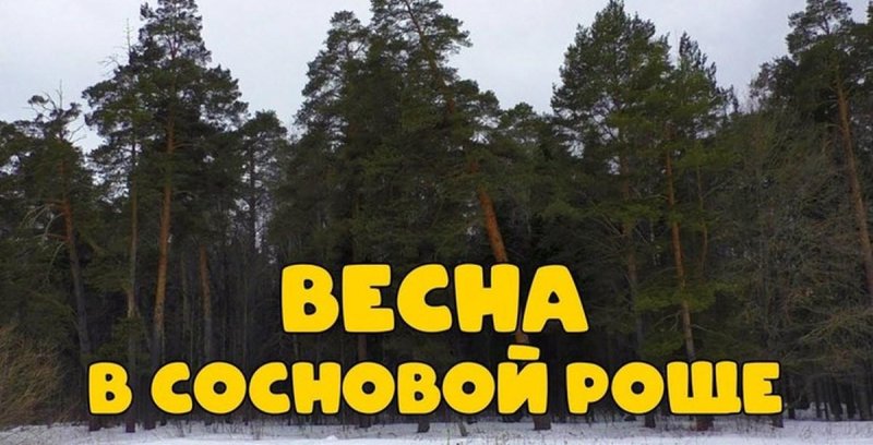 Парк сосновая роща йошкар ола