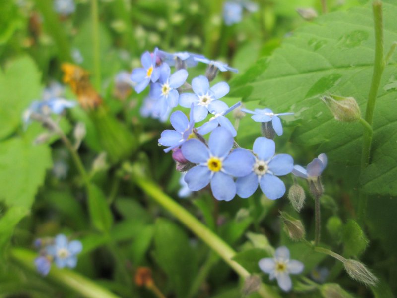 Незабудка лесная myosotis sylvatica