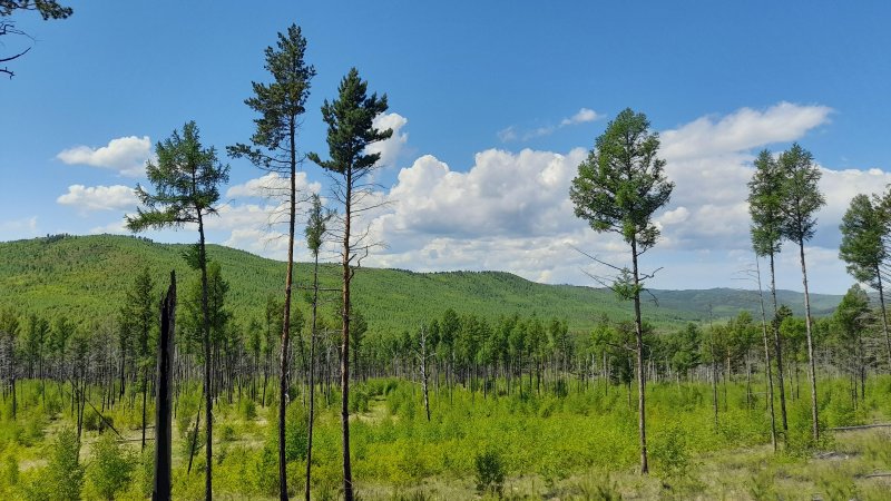 Лес забайкальского края