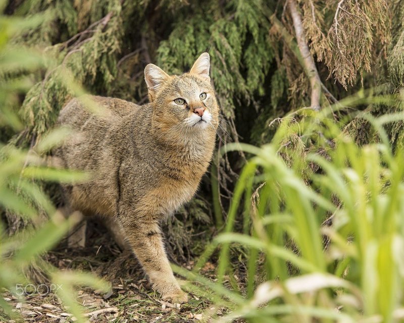 Европейский лесной кот камышовый