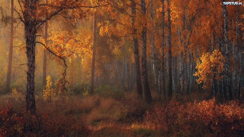 Осенний лес панорама