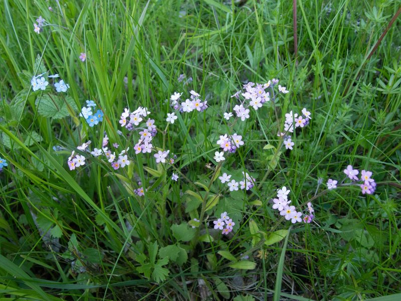 Незабудка лесная myosotis sylvatica