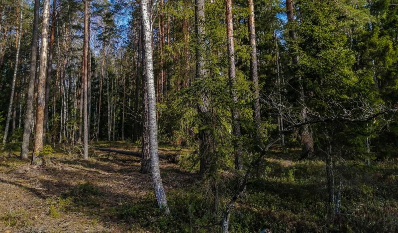 Леса брянской области