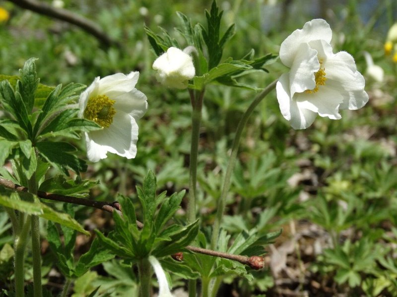 Анемона лесная anemone sylvestris