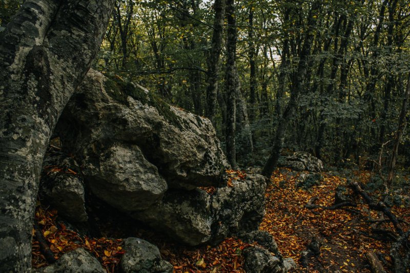 Крымский лес