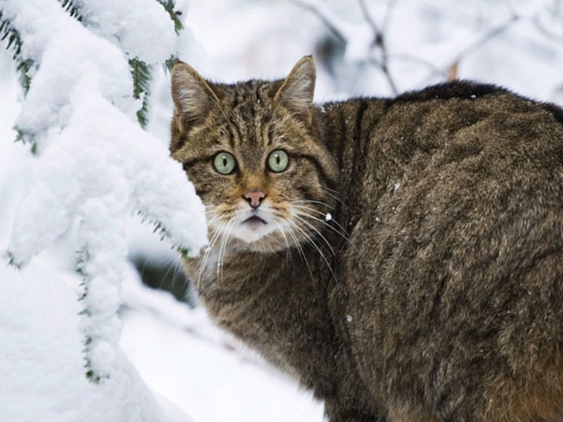 Дикая лесная кошка