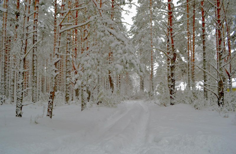 Белый лес касимовский район