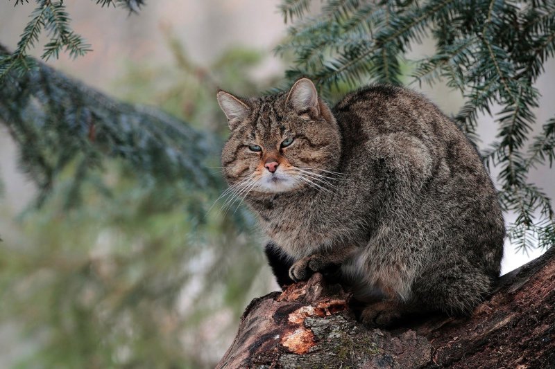 Дикая лесная кошка