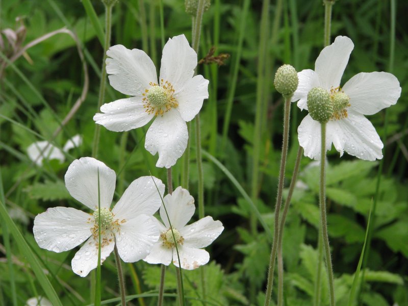 Анемона лесная anemone sylvestris