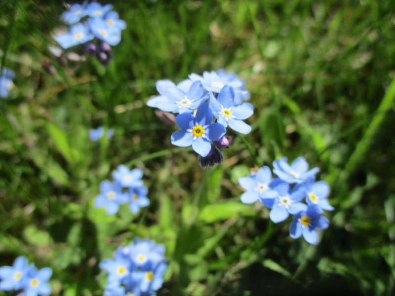 Незабудка лесная myosotis sylvatica