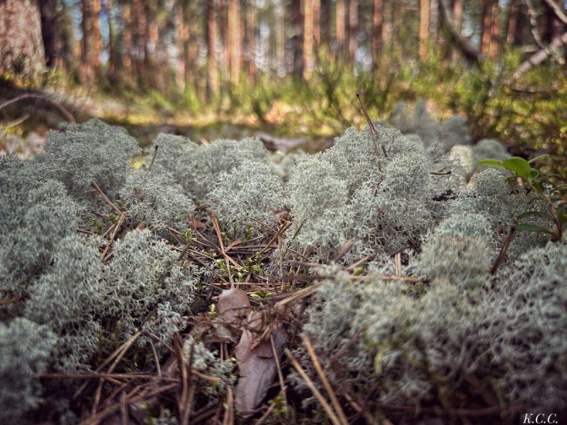 Карелия лес ягель