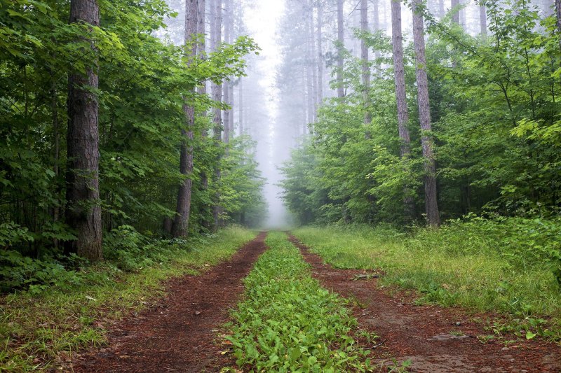 Просека в лесу