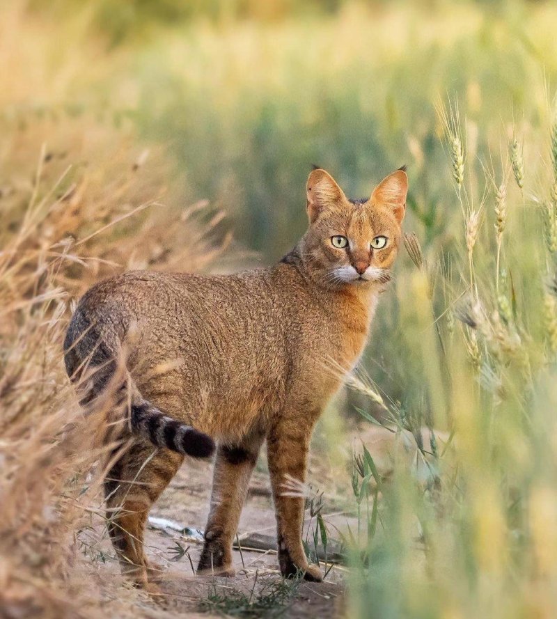 Европейский лесной кот камышовый