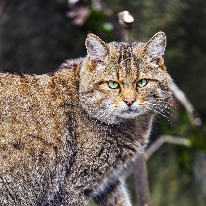 Дикая лесная кошка