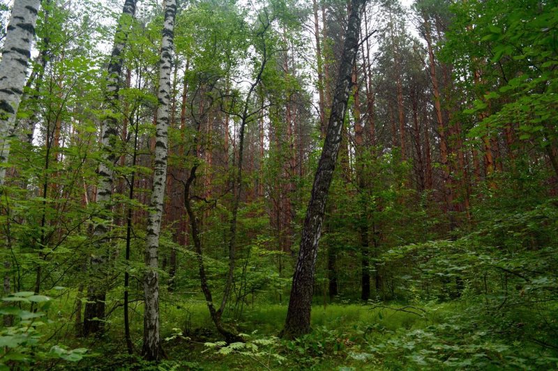 Диковский лес вологодский район