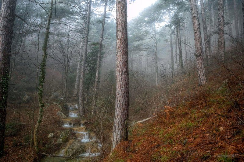 Крымский лес