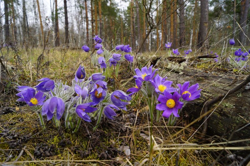 Весенние лесные цветы