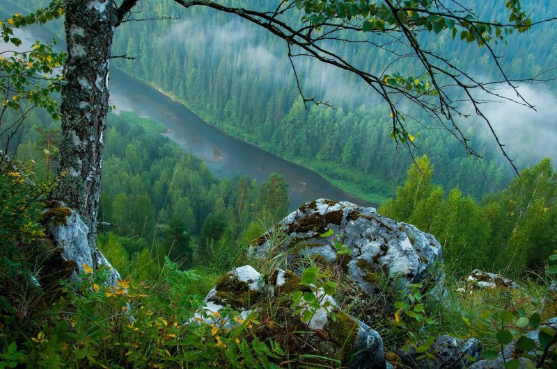 Леса пермского края