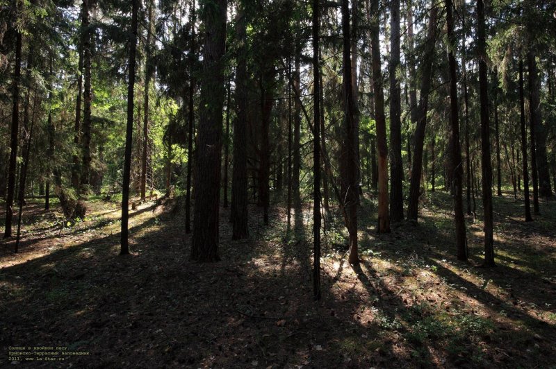 Приокско террасный заповедник лес