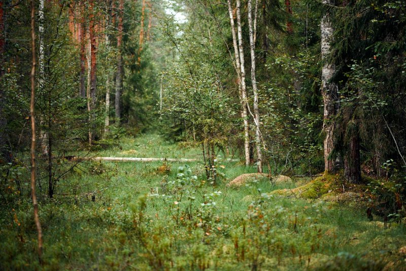 Лес тверская область