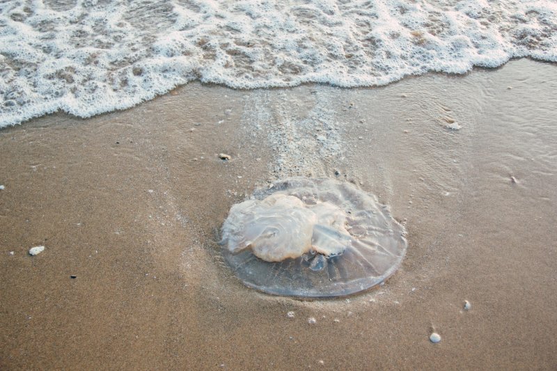 Медуза в черном море