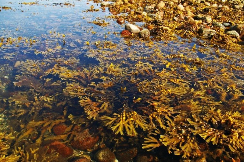 Саргассово море водоросли