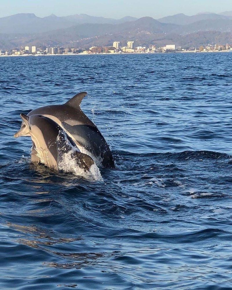 Дельфины в черном море сочи