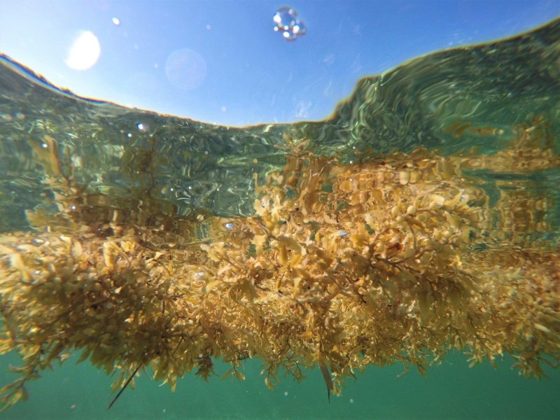 Саргассово море водоросли