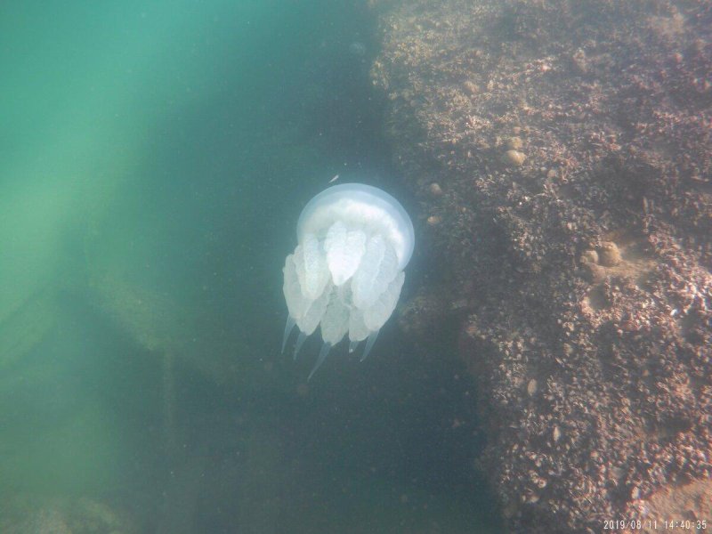 Медуза корнерот в азовском море