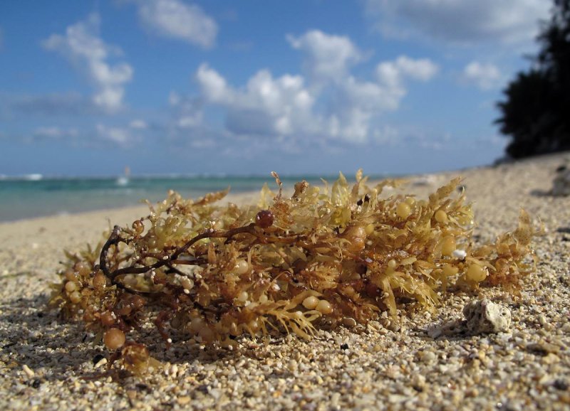 Саргассово море водоросли