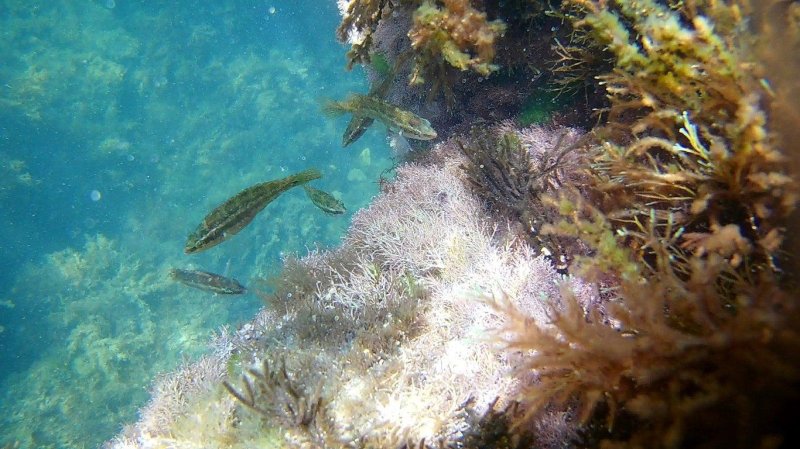 Черное море под водой