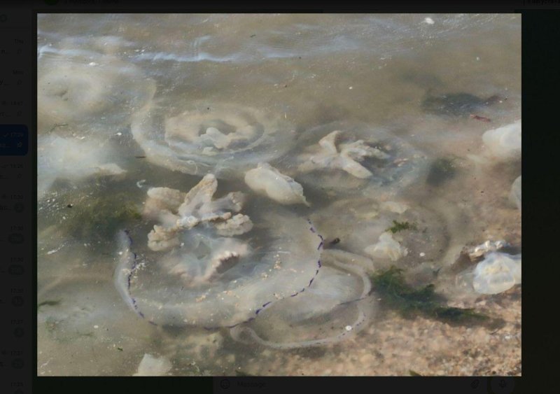 Медуза корнерот в азовском море