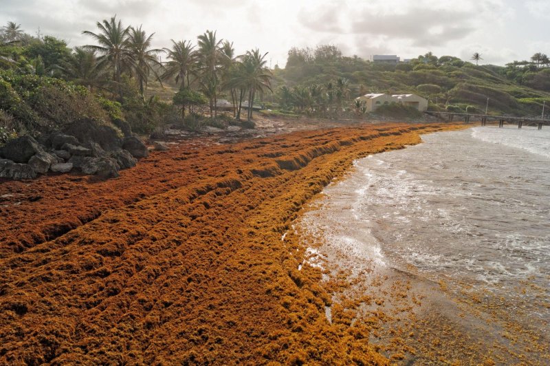 Саргассово море водоросли