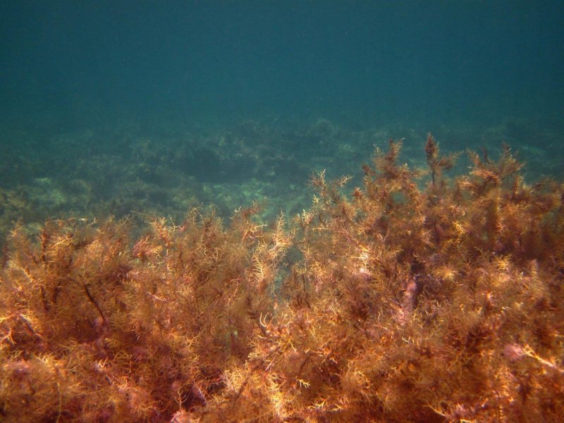 Саргассово море под водой