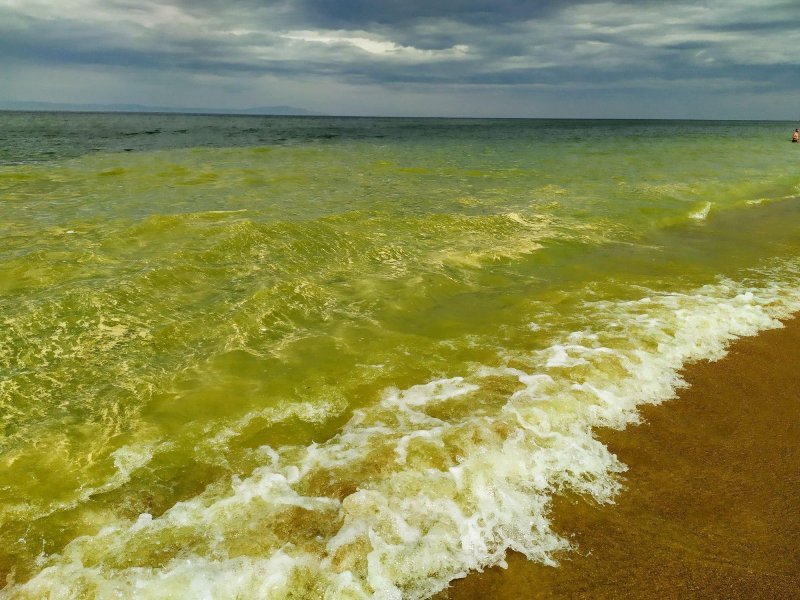 Азовское море зацвело