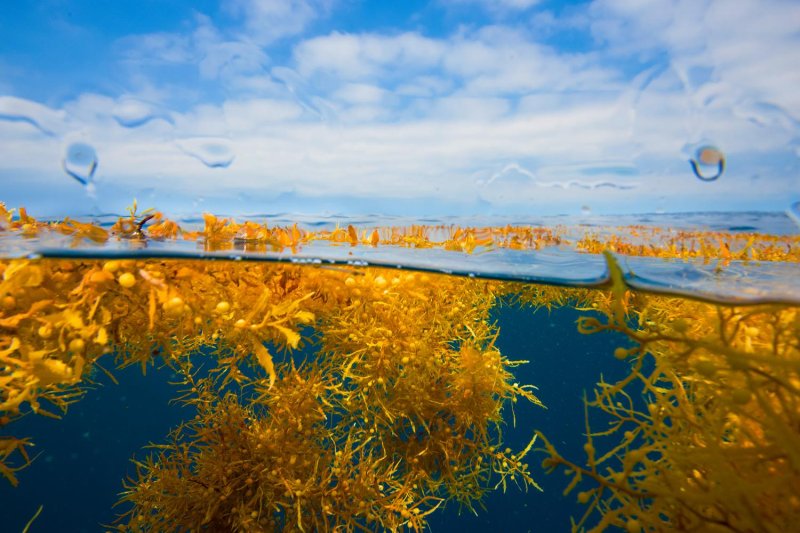 Саргассово море под водой