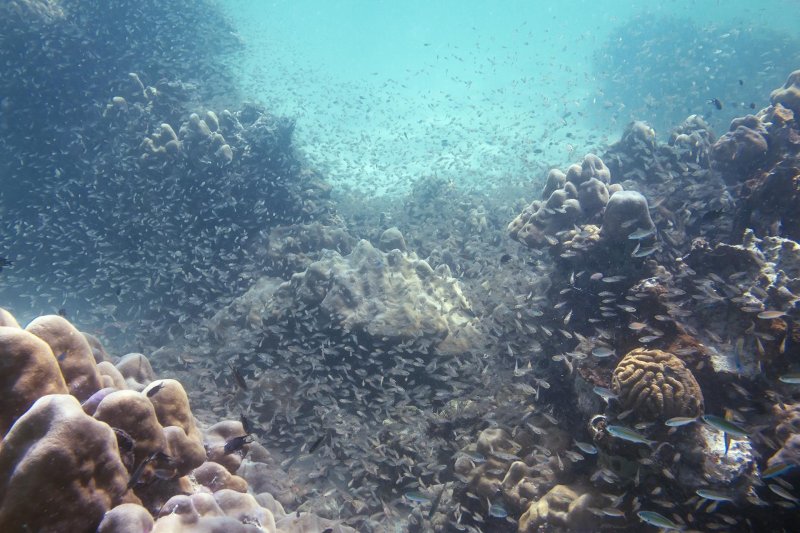 Саргассово море под водой