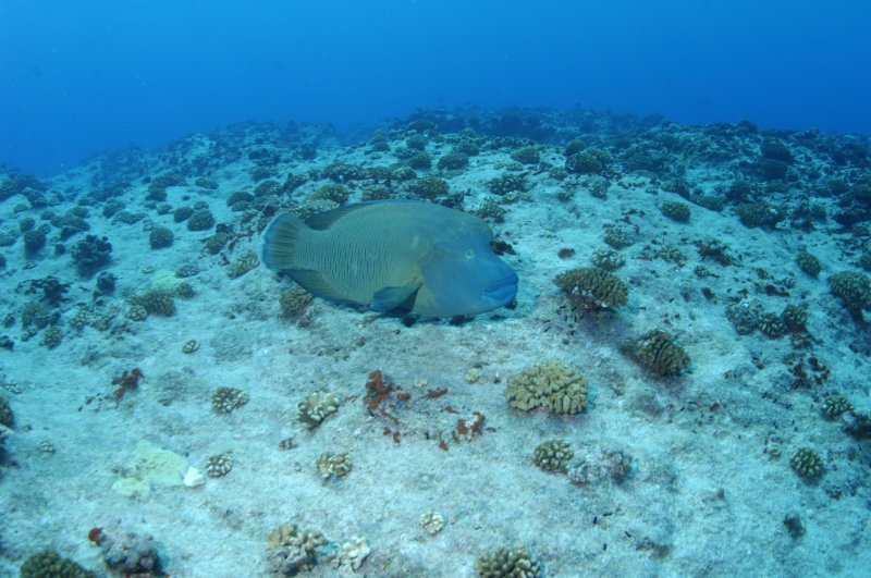 Средиземное море подводный мир