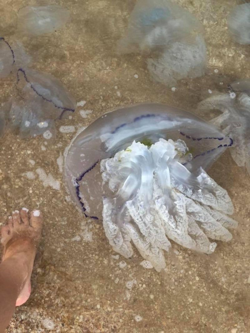 Медуза корнерот в азовском море